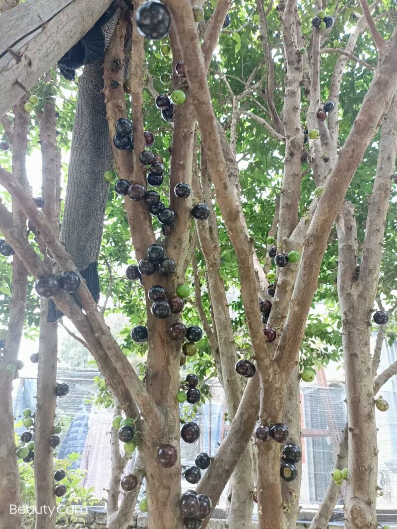 树葡萄，沙巴嘉宝果