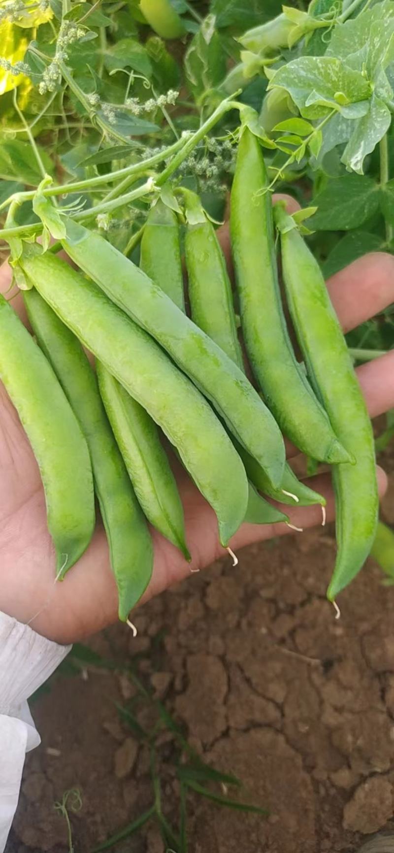 精品蚕豆青蚕豆绿蚕大量供货，产地直发，优质货源，货源稳定