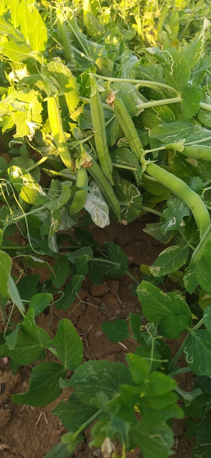 精品蚕豆青蚕豆绿蚕大量供货，产地直发，优质货源，货源稳定