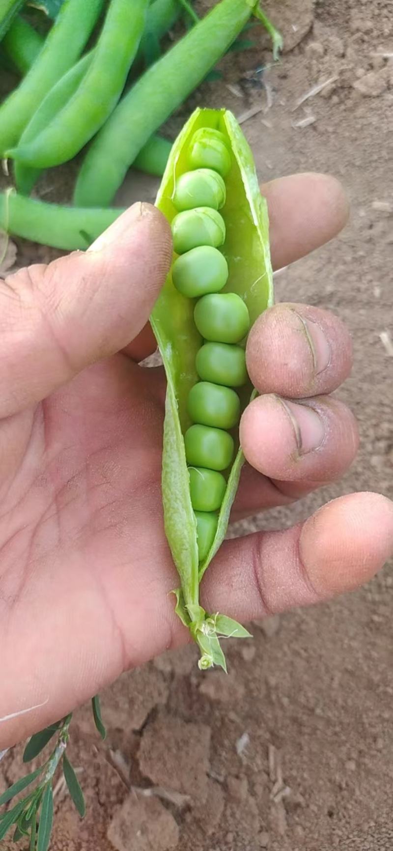精品蚕豆青蚕豆绿蚕大量供货，产地直发，优质货源，货源稳定