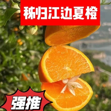 秭归脐橙夏橙果园看果订货按需采摘品质保证价格实惠全国发货
