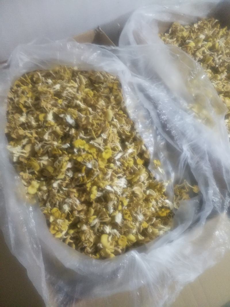 榆黄蘑（鸡油菌）新品上市产地发货