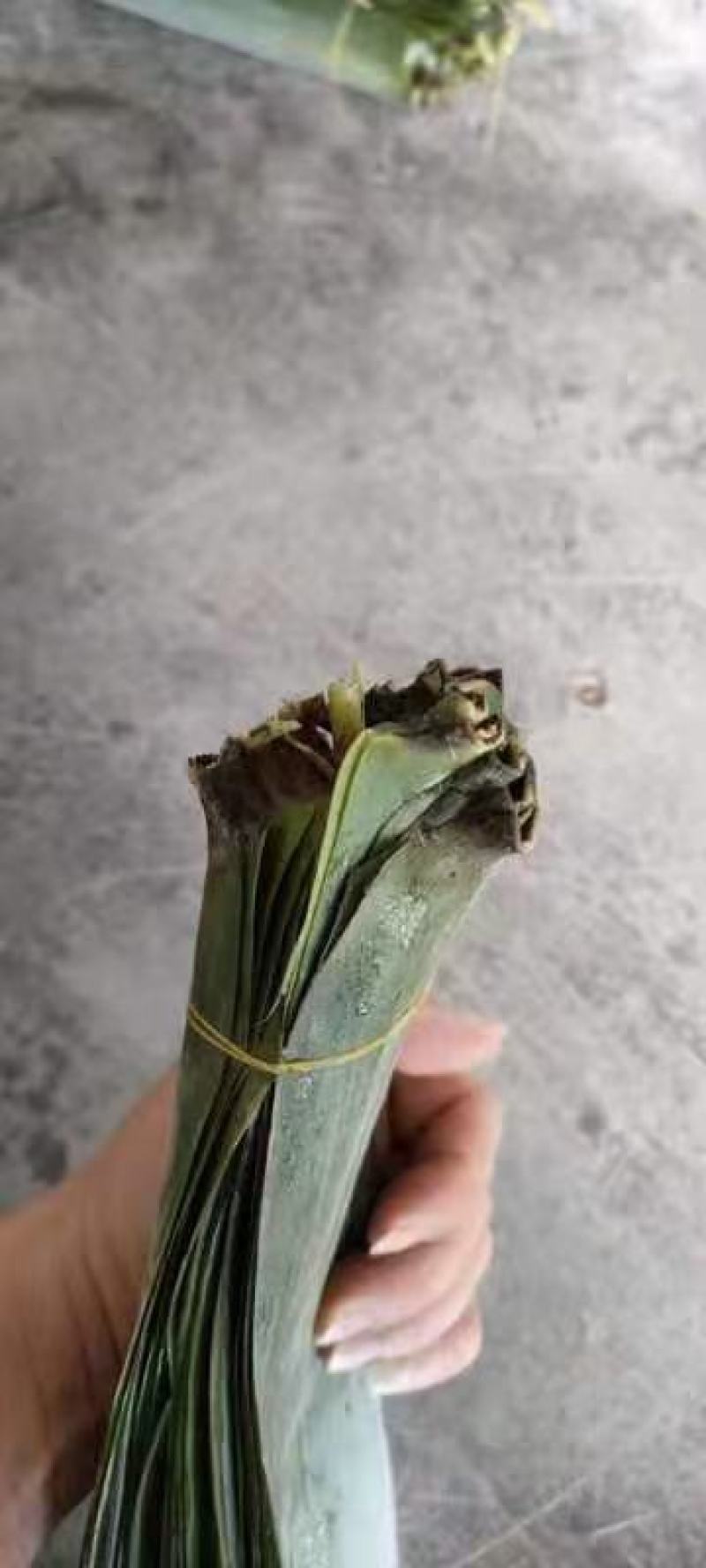 芒叶（粽叶）