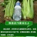 原装大肉西芹种子四季播肉厚脆爽洋芹菜种子高产阳台大棚蔬菜