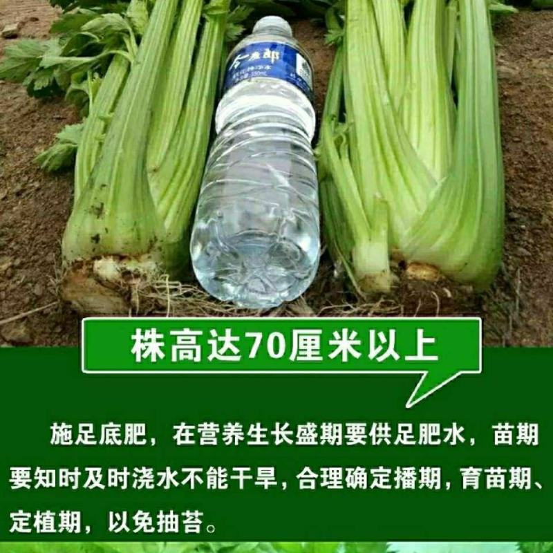 原装大肉西芹种子四季播肉厚脆爽洋芹菜种子高产阳台大棚蔬菜