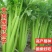 原装大肉西芹种子四季播肉厚脆爽洋芹菜种子高产阳台大棚蔬菜