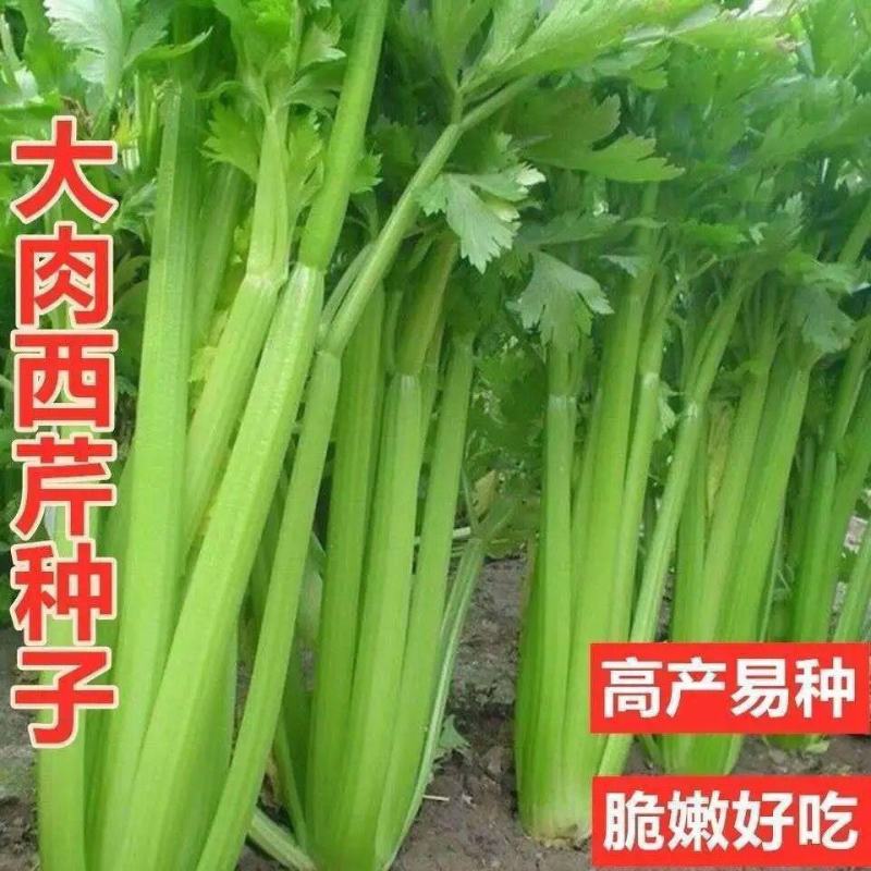 原装大肉西芹种子四季播肉厚脆爽洋芹菜种子高产阳台大棚蔬菜