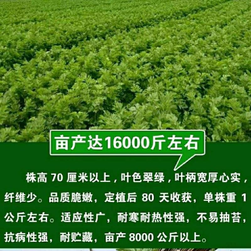 原装大肉西芹种子四季播肉厚脆爽洋芹菜种子高产阳台大棚蔬菜
