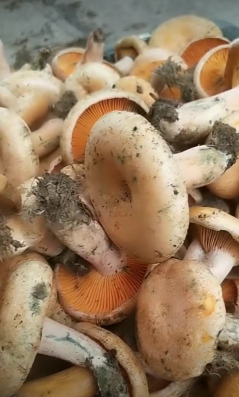 松树菌特级纯野生量大