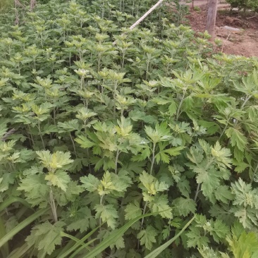 新鲜艾草端午新鲜艾草挂门礼品