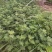 新鲜艾草端午新鲜艾草挂门礼品