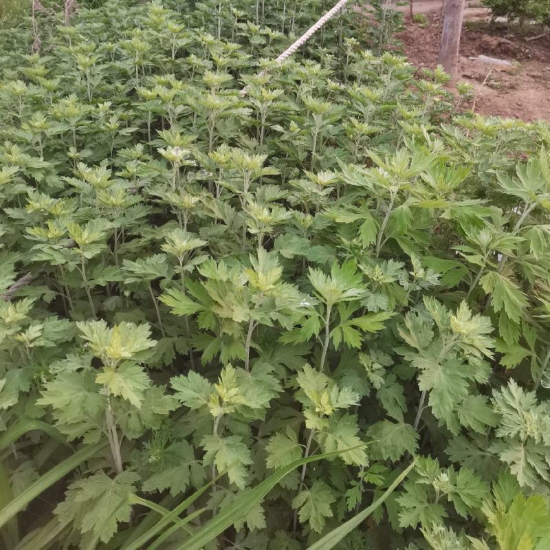 新鲜艾草端午新鲜艾草挂门礼品
