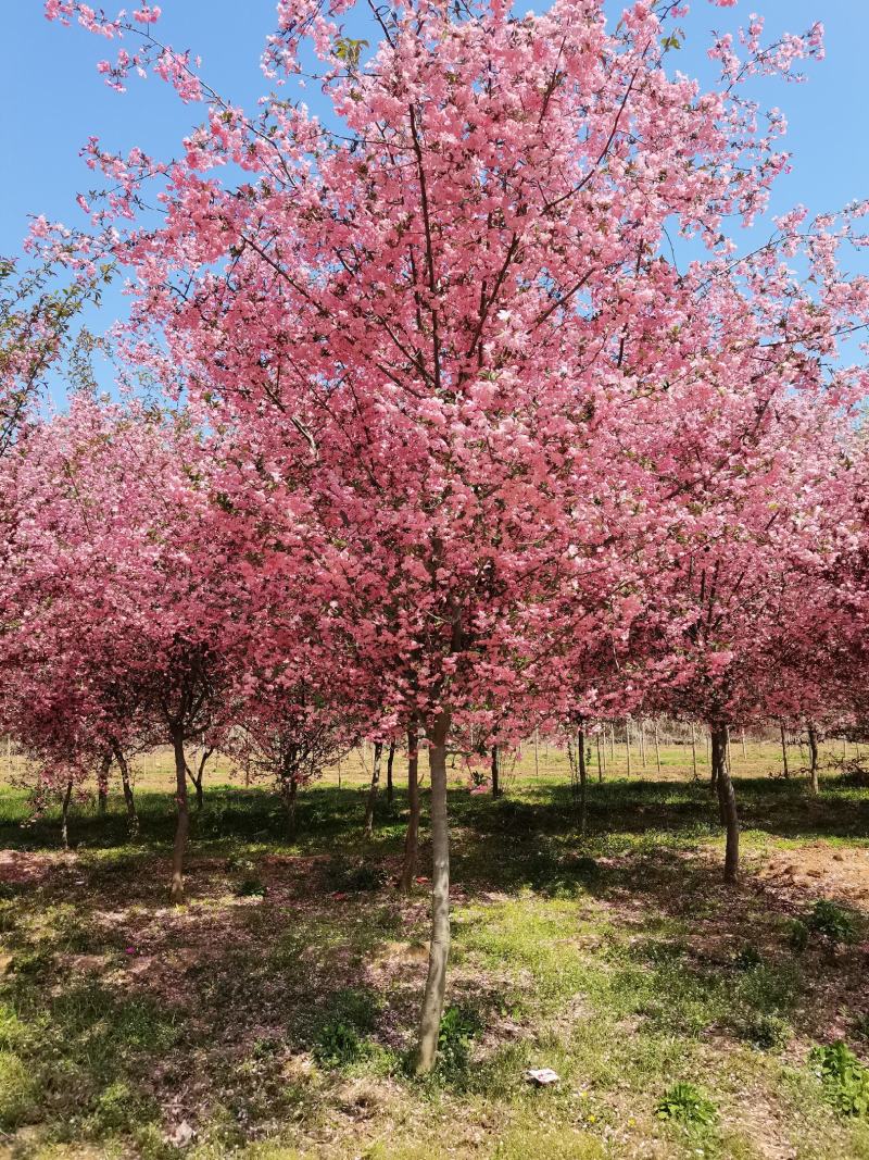 垂丝海棠，5-15公分大量供应中，质量上乘，价格低廉，欢