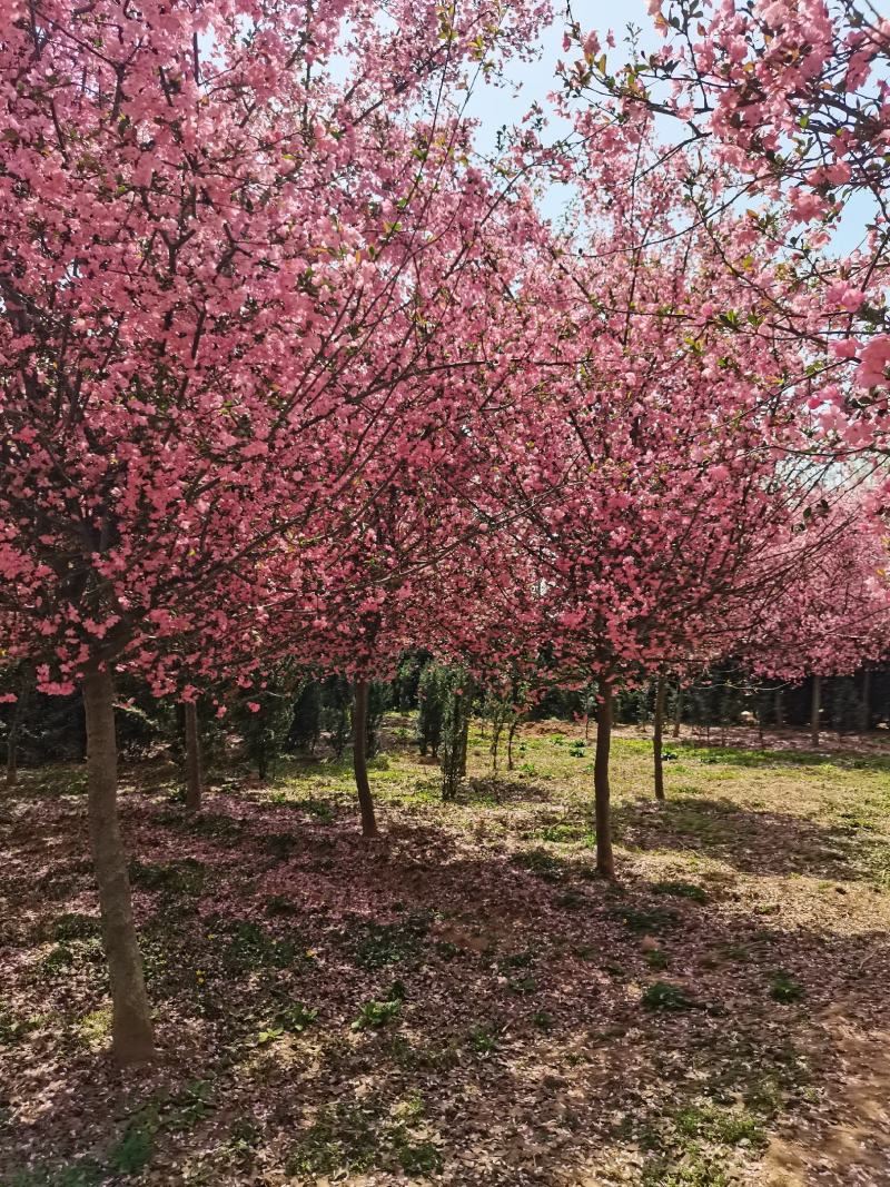 垂丝海棠，5-15公分大量供应中，质量上乘，价格低廉，欢