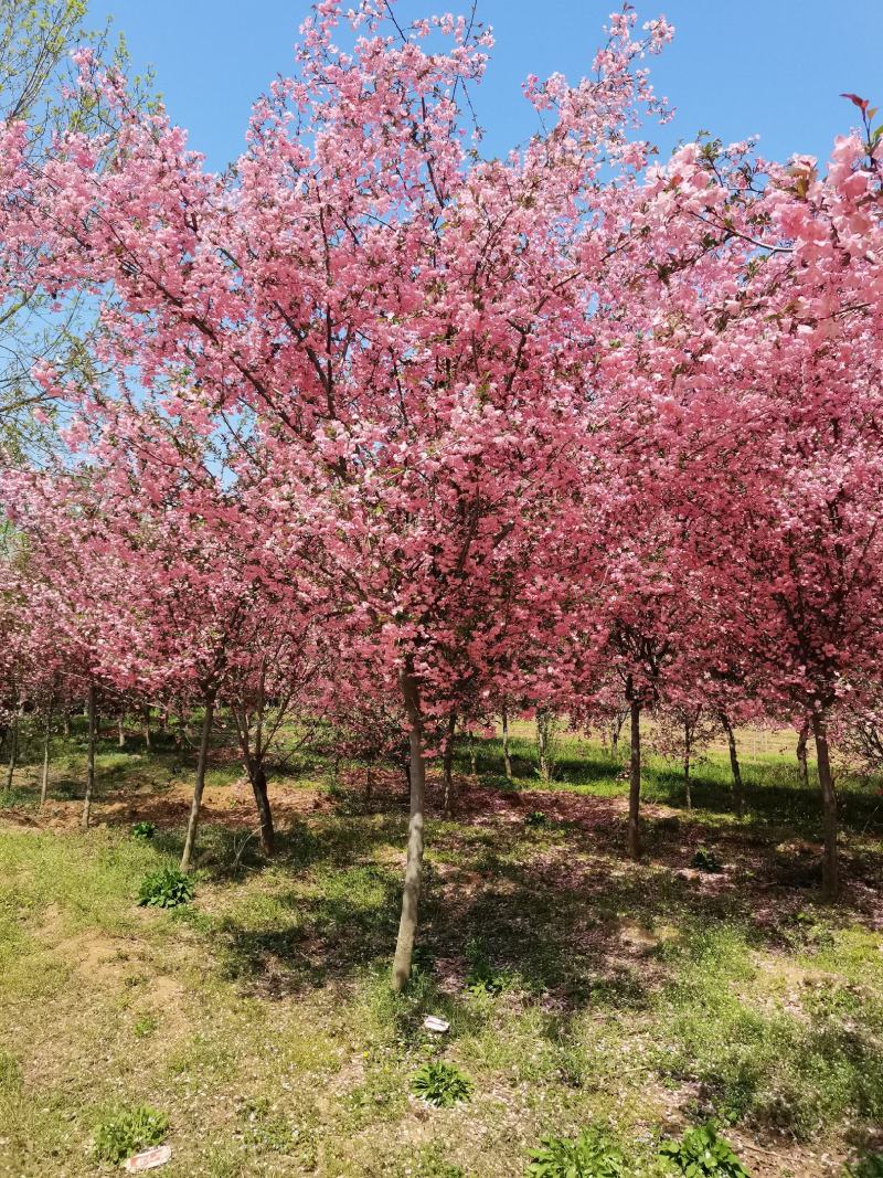 垂丝海棠，5-15公分大量供应中，质量上乘，价格低廉，欢