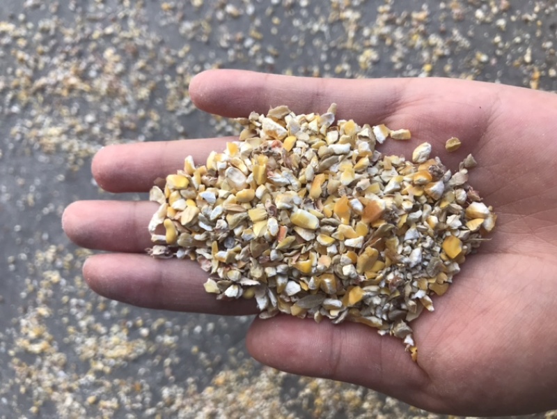 【热销】烘干碎玉米保证质量适用于养殖厂饲料添加降低成本