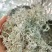 来凤藤茶2022新茶养生保健代茶饮调节三高改善亚健康清咽