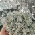 来凤藤茶2022新茶养生保健代茶饮调节三高改善亚健康清咽
