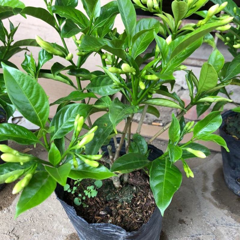 丁香花盆栽狗牙花室内室外阳台客厅办公桌四季常青绿植净化