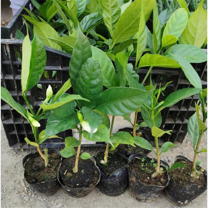 丁香花盆栽狗牙花室内室外阳台客厅办公桌四季常青绿植净化