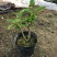 丁香花盆栽狗牙花室内室外阳台客厅办公桌四季常青绿植净化