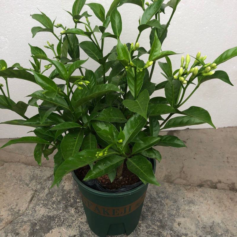 丁香花盆栽狗牙花室内室外阳台客厅办公桌四季常青绿植净化