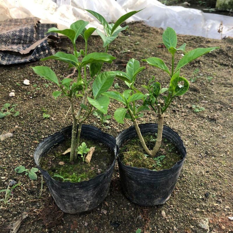 丁香花盆栽狗牙花室内室外阳台客厅办公桌四季常青绿植净化