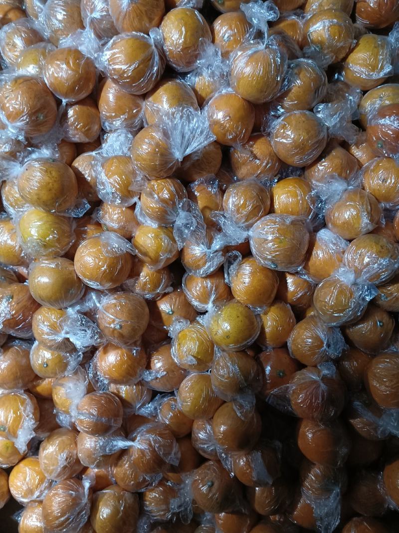 塔罗科血橙