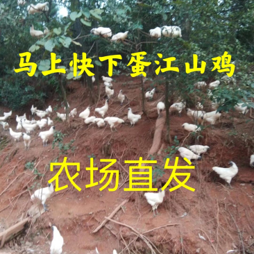 江山乌骨鸡江山白鸡顺丰快递包活到家的1-3斤左右