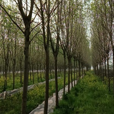 白蜡树