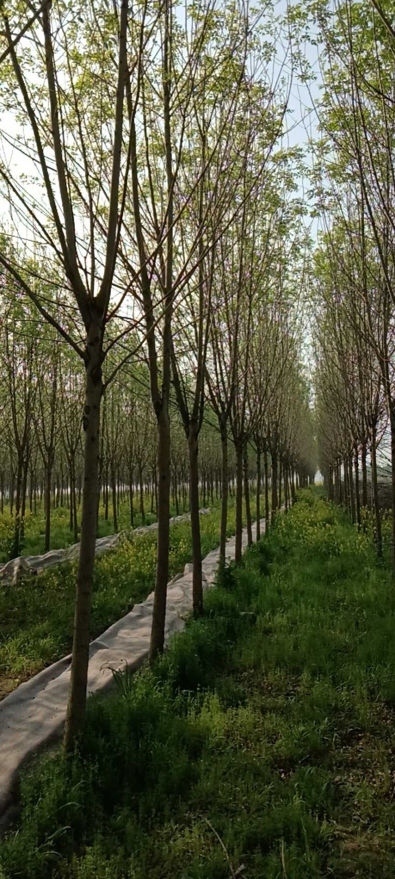 白蜡树