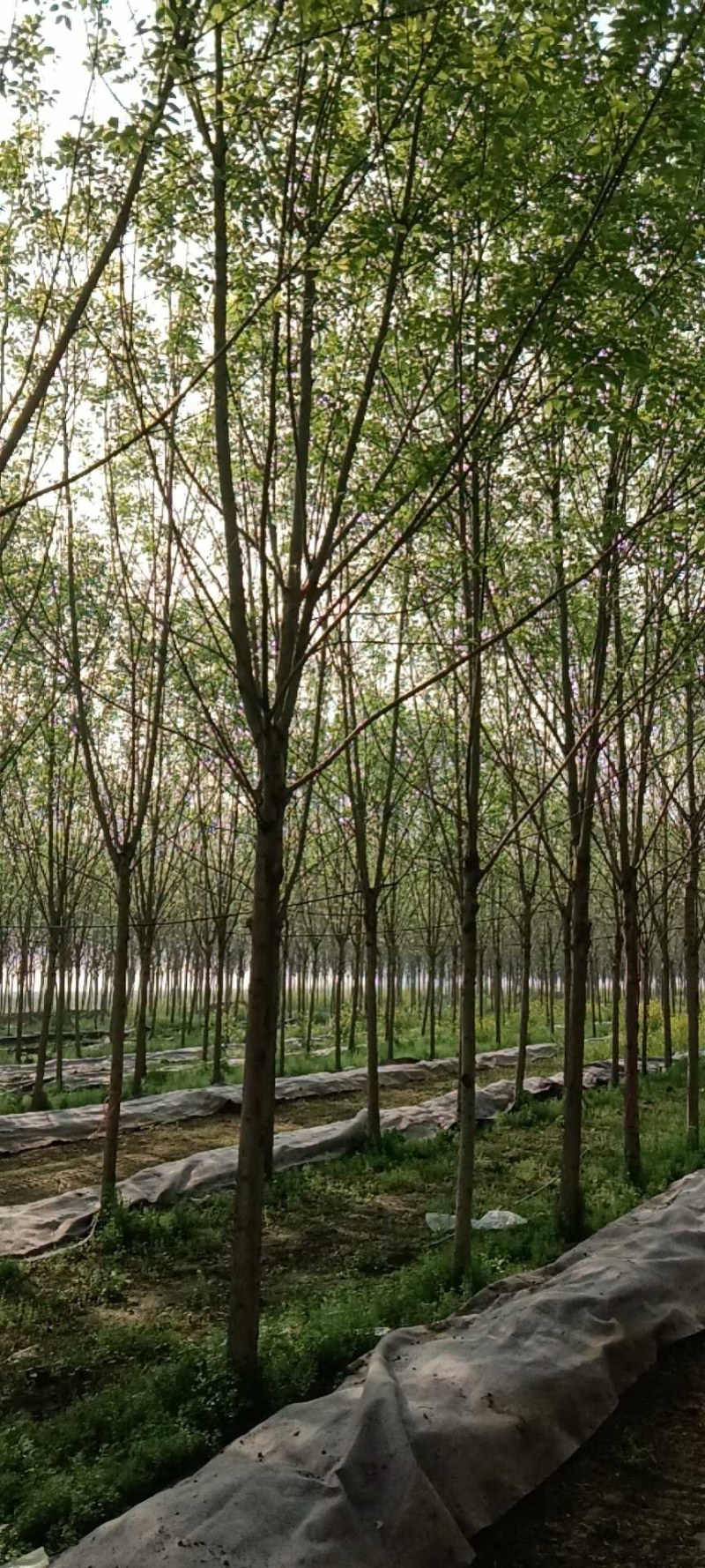 白蜡树