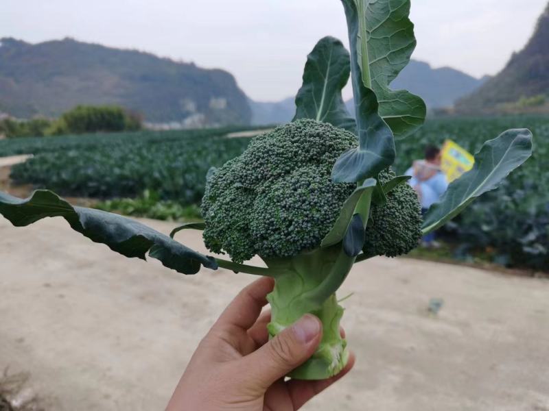 西兰花大量供应、产地直销、质量保证、支持各种包装欢迎采购