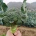 西兰花大量供应、产地直销、质量保证、支持各种包装欢迎采购