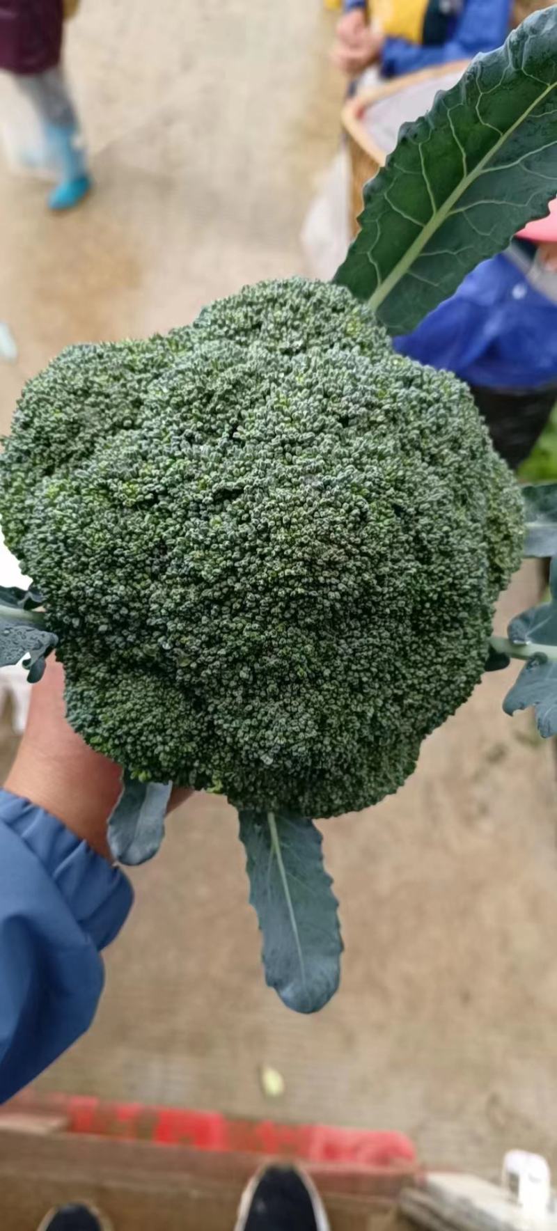 西兰花大量供应、产地直销、质量保证、支持各种包装欢迎采购