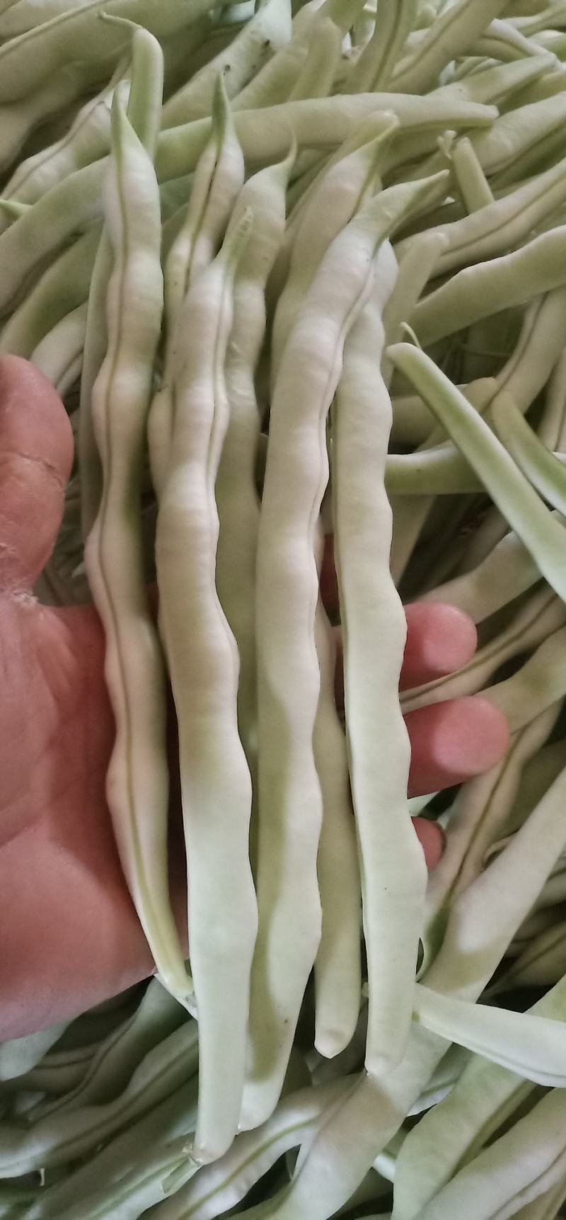 精品九粒白云豆