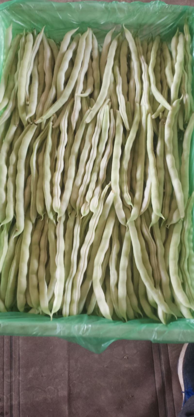 精品九粒白云豆