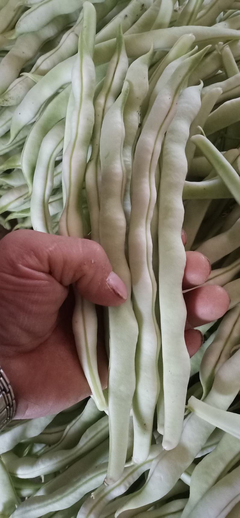 精品九粒白云豆