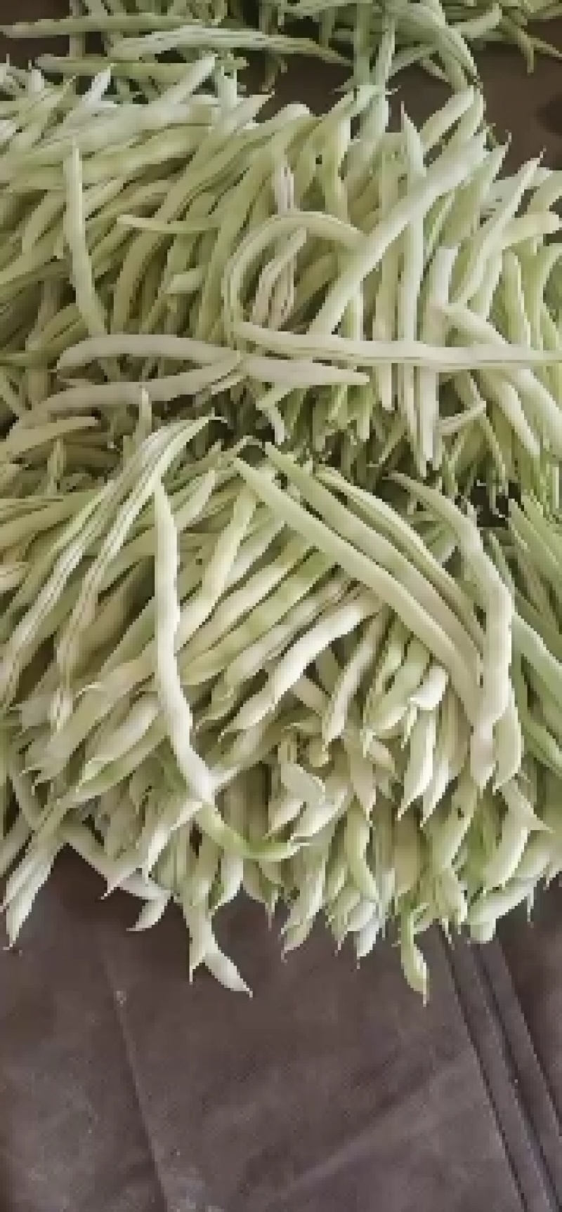 精品九粒白云豆