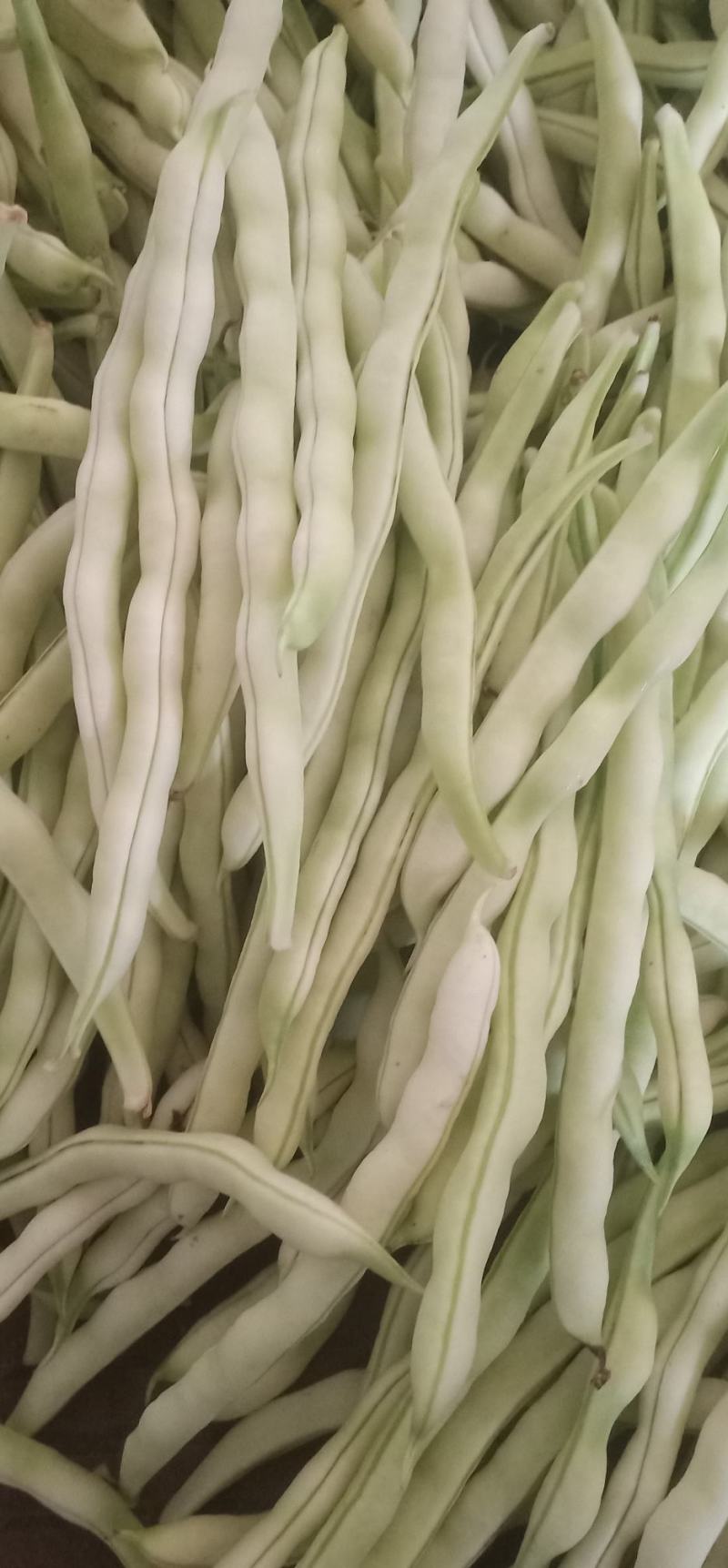 精品九粒白云豆