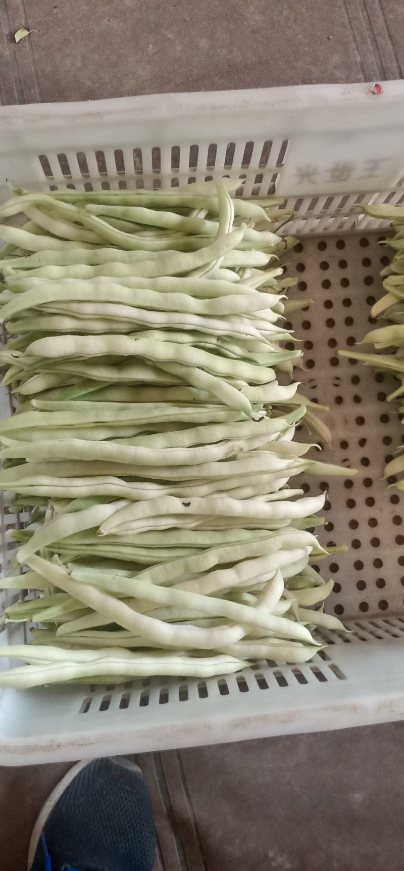 精品九粒白云豆