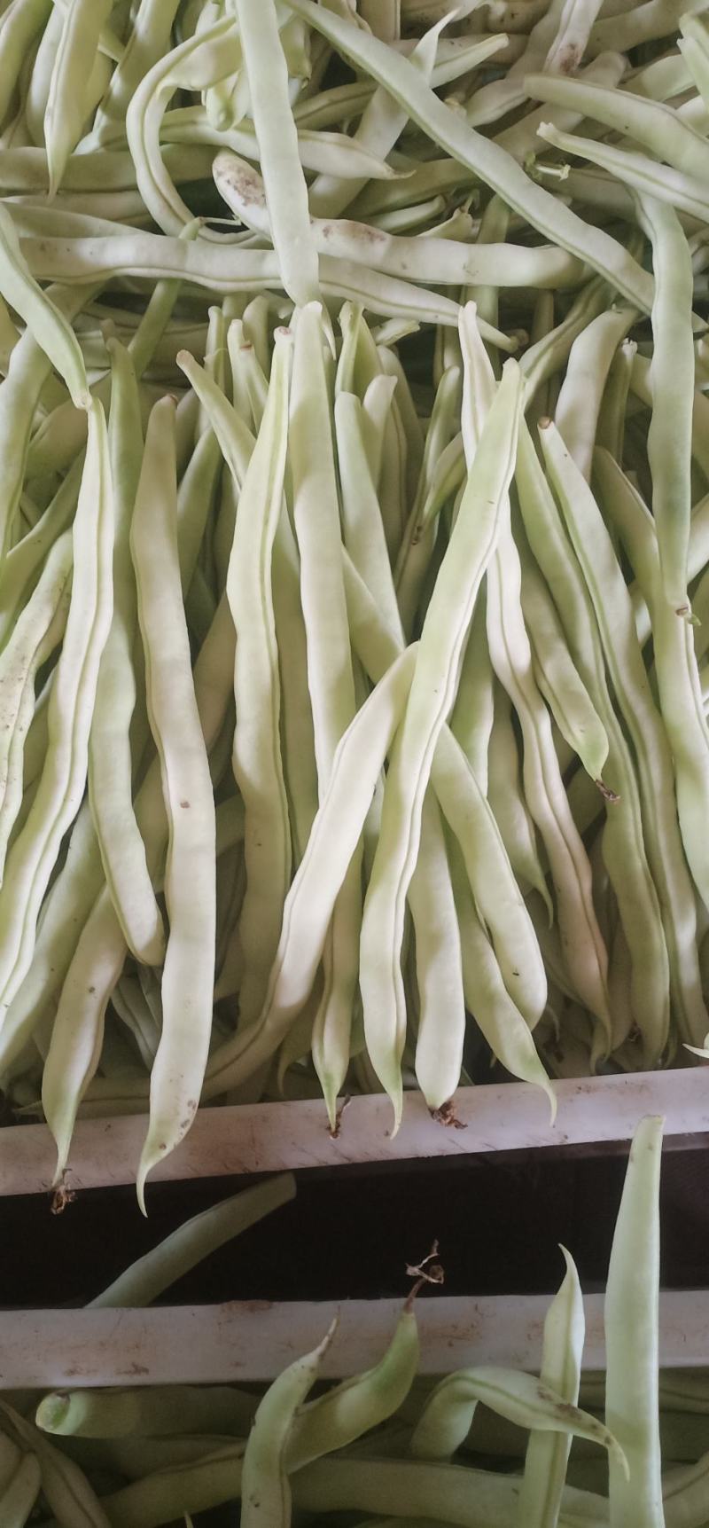 精品九粒白云豆