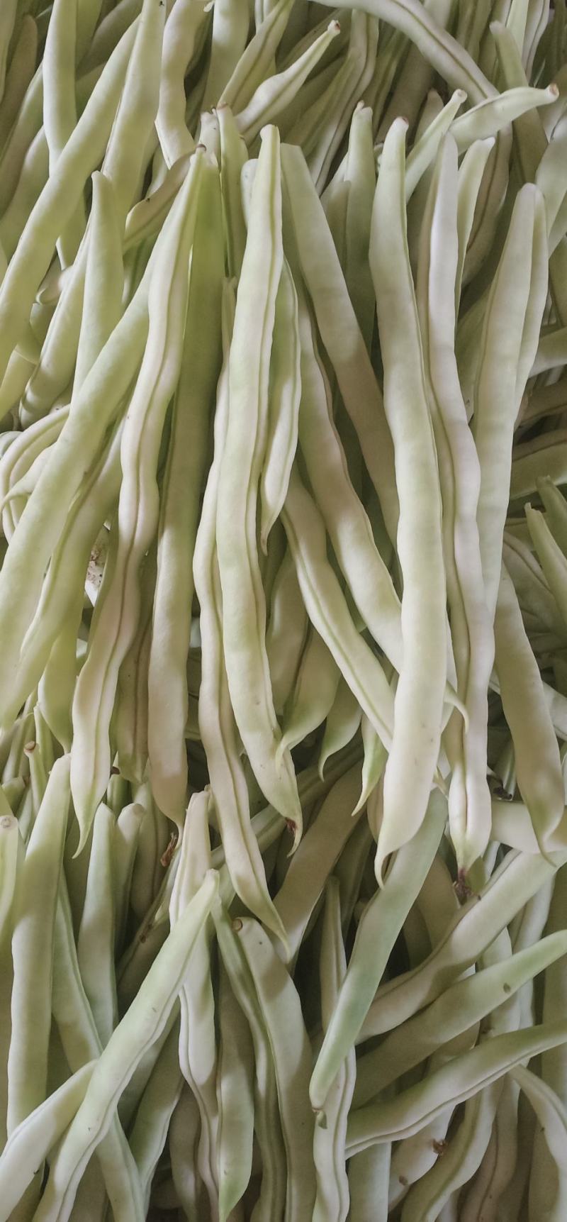 精品九粒白云豆