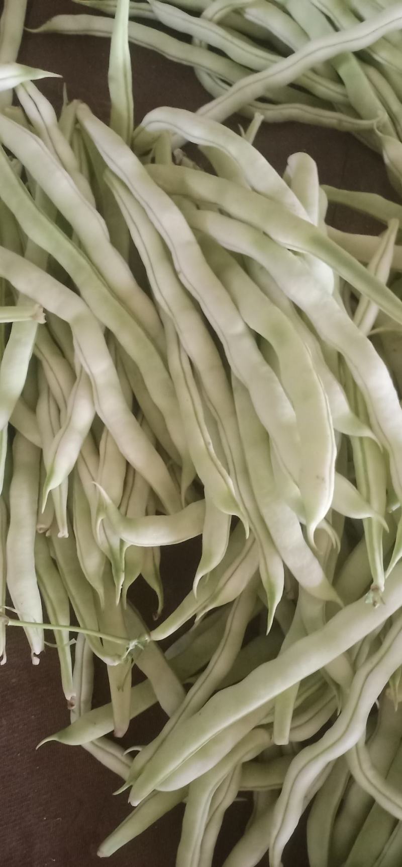 精品九粒白云豆