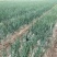 河南洋葱通许精品紫皮洋葱大量供应2022年现货现发量大优