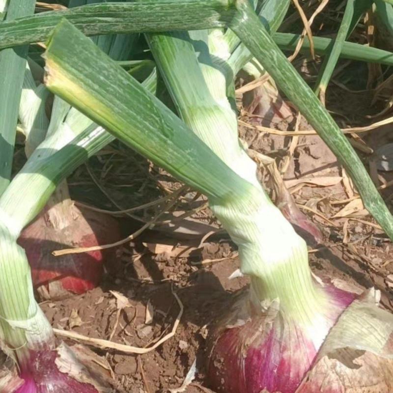 河南洋葱通许精品紫皮洋葱大量供应2022年现货现发量大优