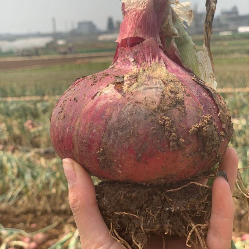 河南洋葱通许精品紫皮洋葱大量供应2022年现货现发量大优