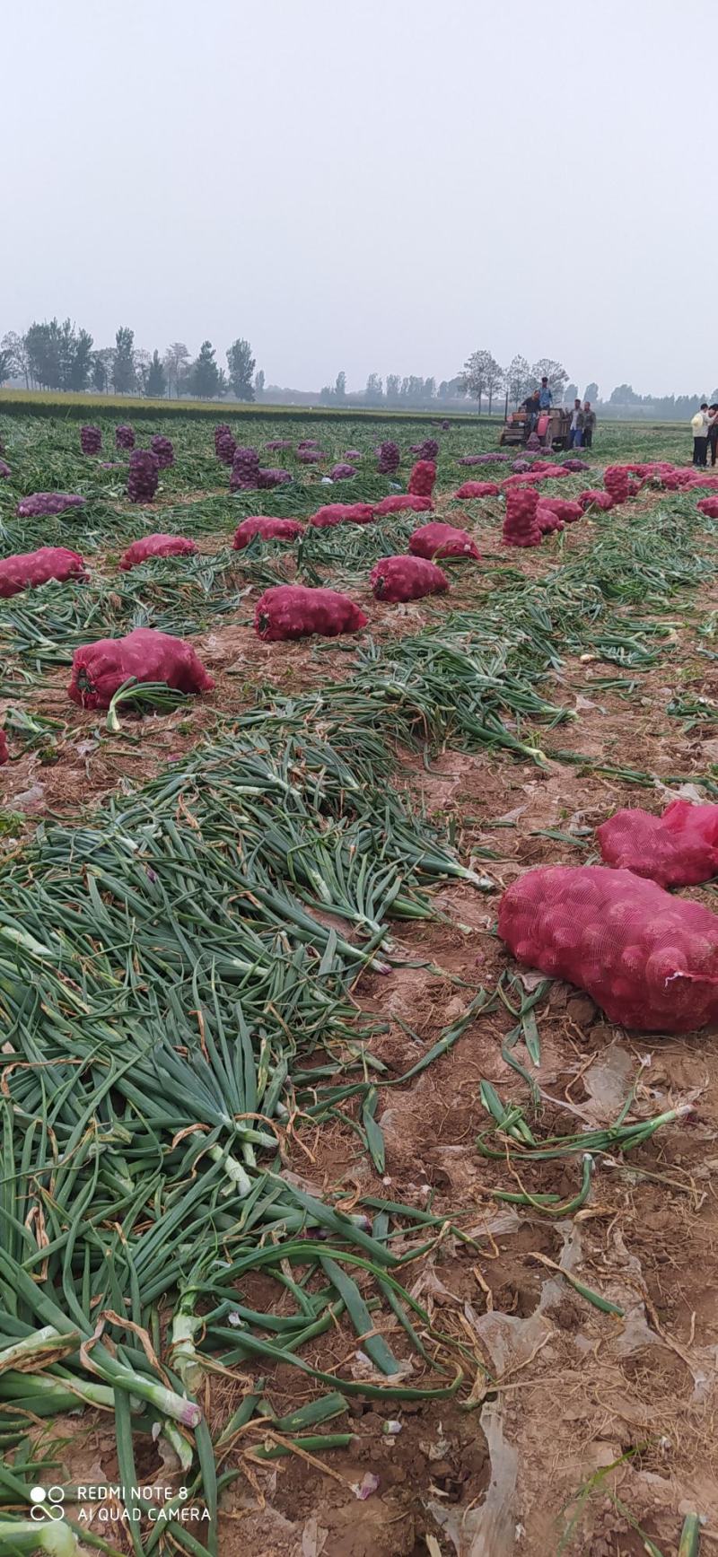 河南洋葱通许精品紫皮洋葱大量供应2022年现货现发量大优