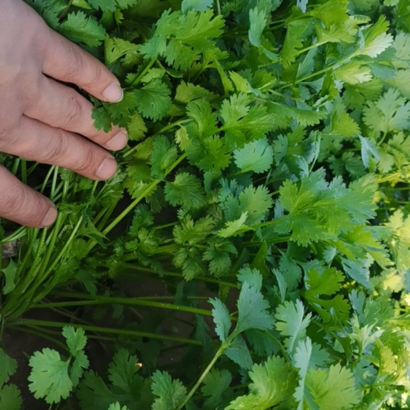 大叶香菜出货中