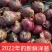 精品洋葱品种规格齐全产地直发专业代收保质保量诚信经营欢迎
